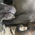 baby elephant with pregnant mother