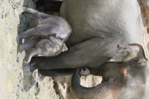 baby elephant with pregnant mother