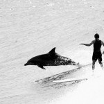 surfing with dophin