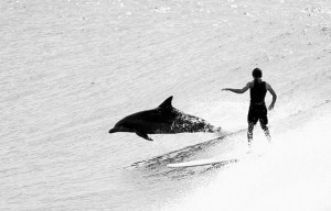 surfing with dophin